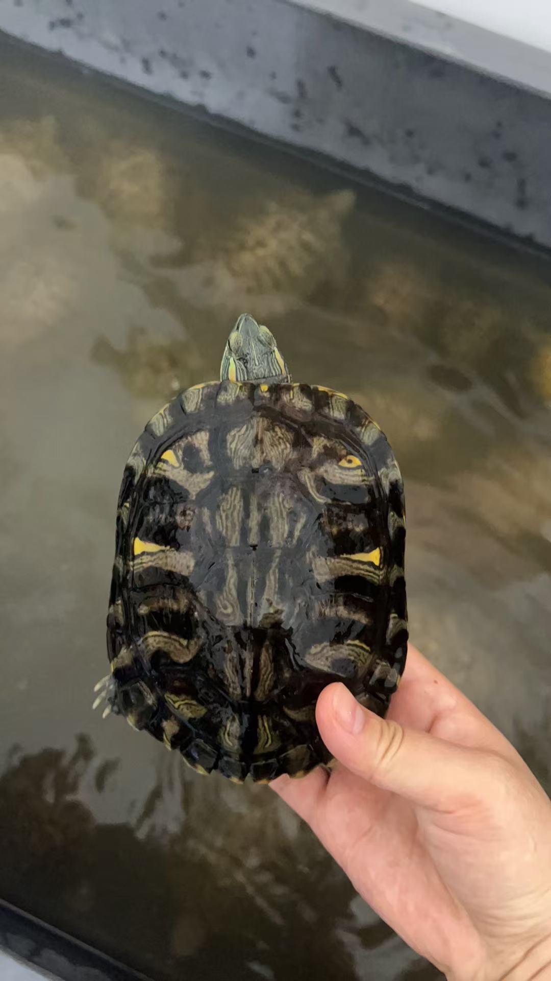 （种龟）现场挑龟直播链接 巴西龟多基因成熟公 交配繁殖