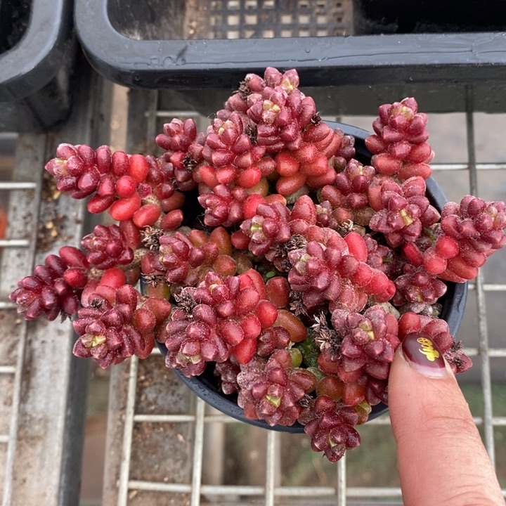 伯克利和格蕾纳等著名音乐人