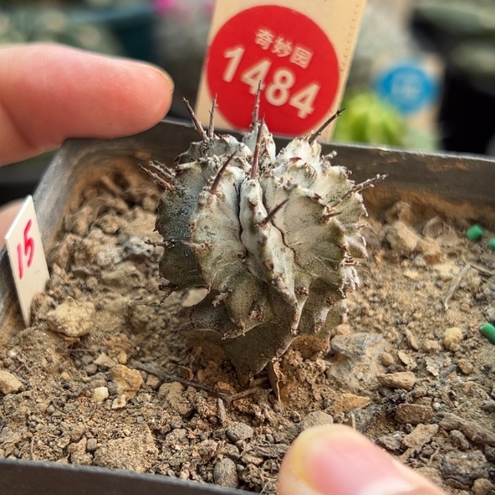 实生白衣魁伟玉一棵