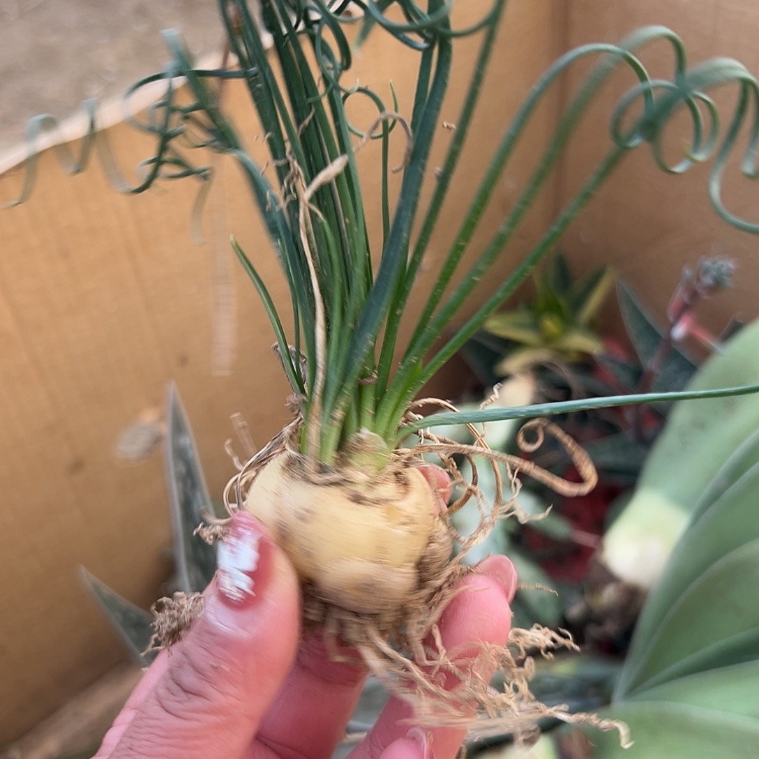 多肉植物弹簧草开花