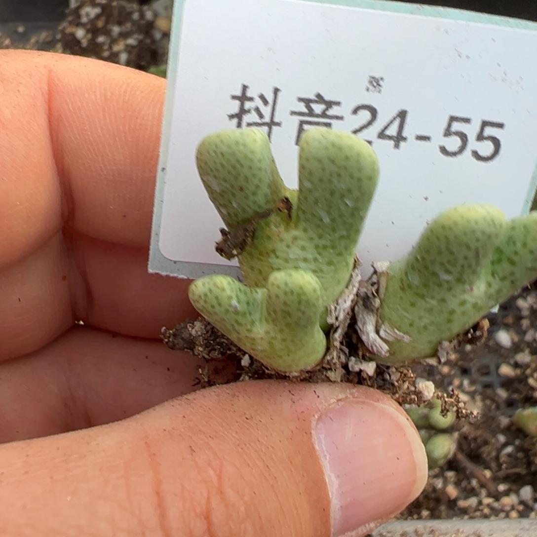 24-55肉锥多肉植物