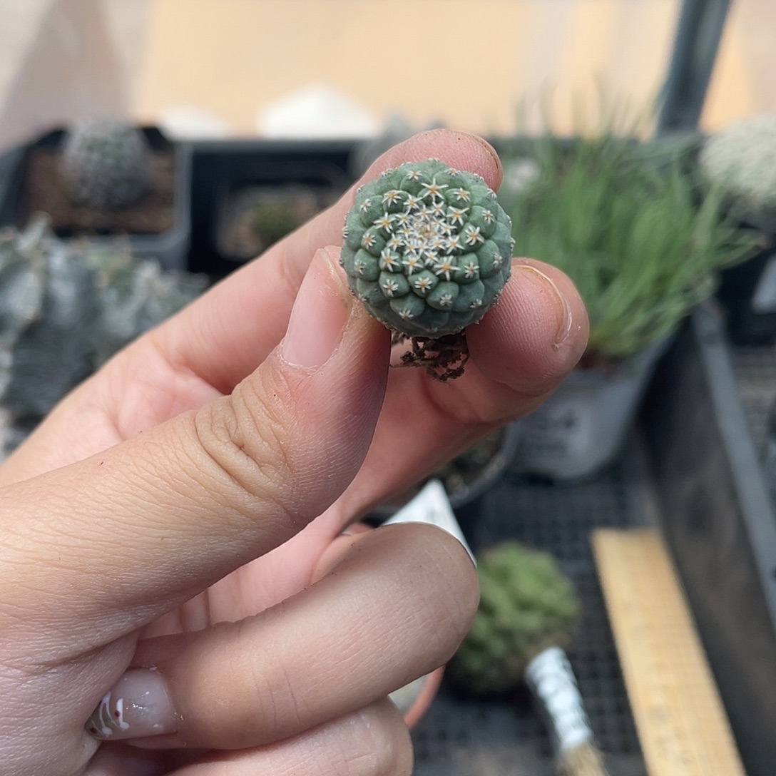 758菊水小号（满18元包邮）