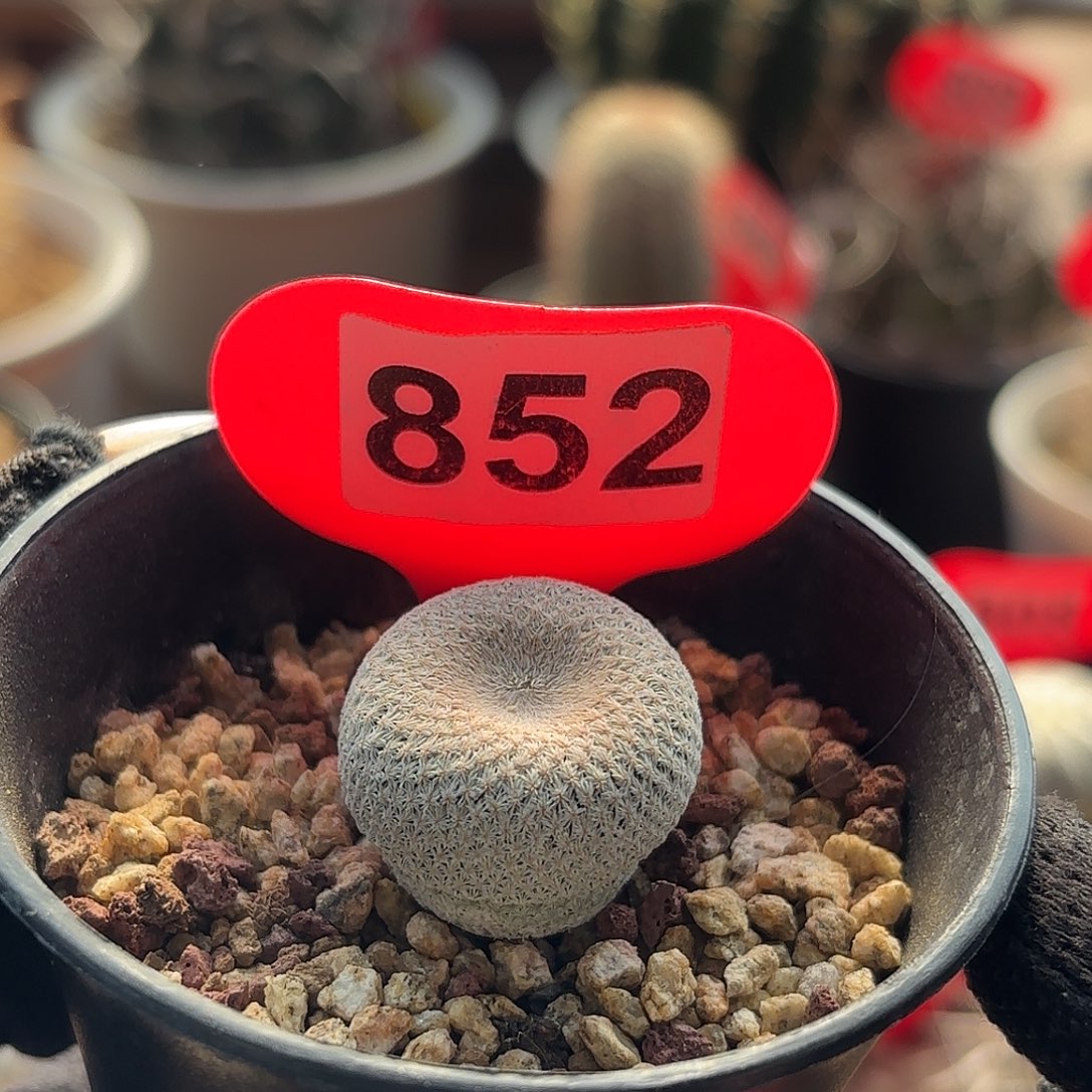 仙人球实生小人帽