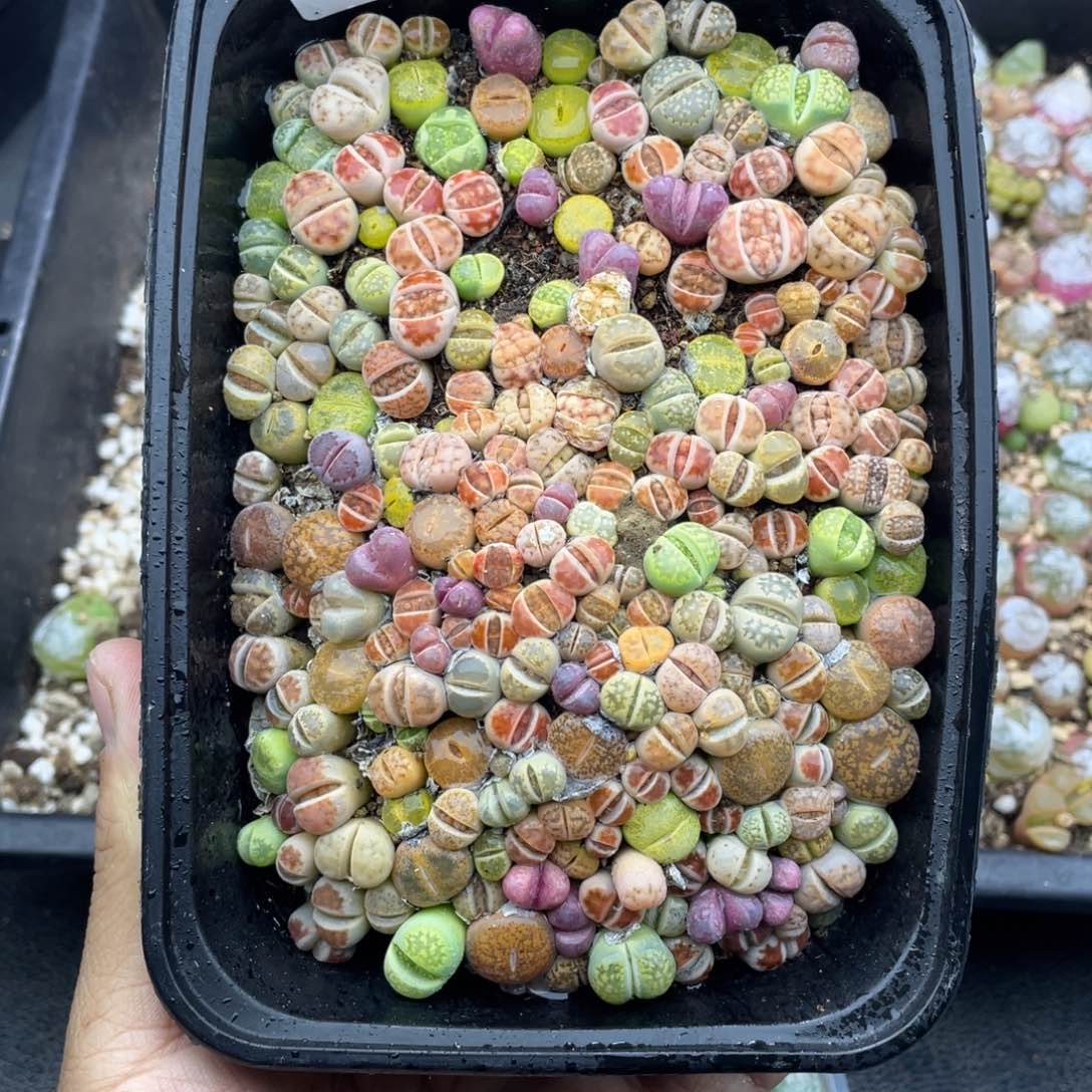 红陶00000000000678