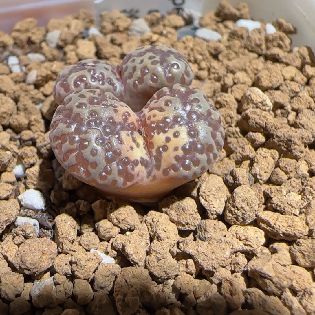 肉锥多肉植物组合-泡泡勋143