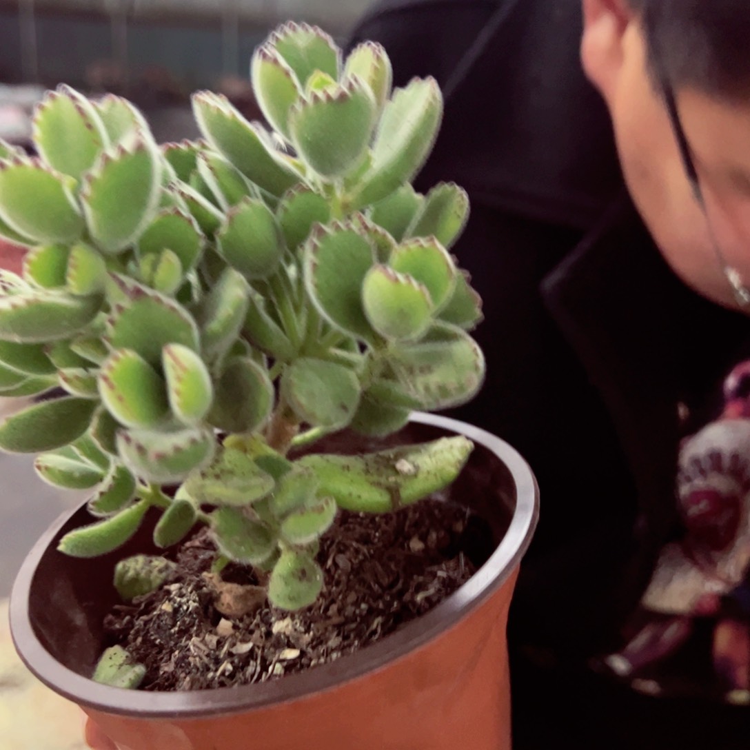 熊童子整桩多肉植物