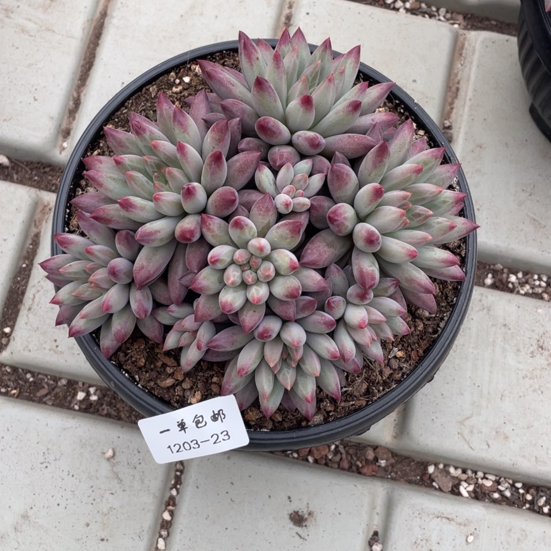 1203-23-如烟。。。。。。。。。。。