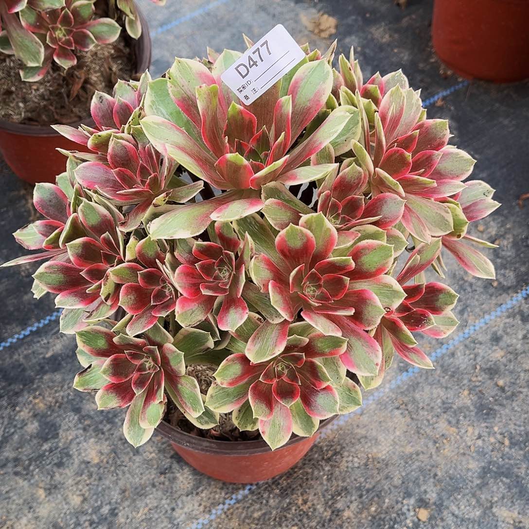 多肉植物477浣纱法师