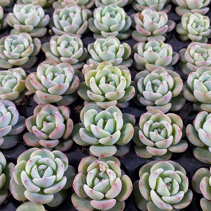 小圆梦1元带土发货