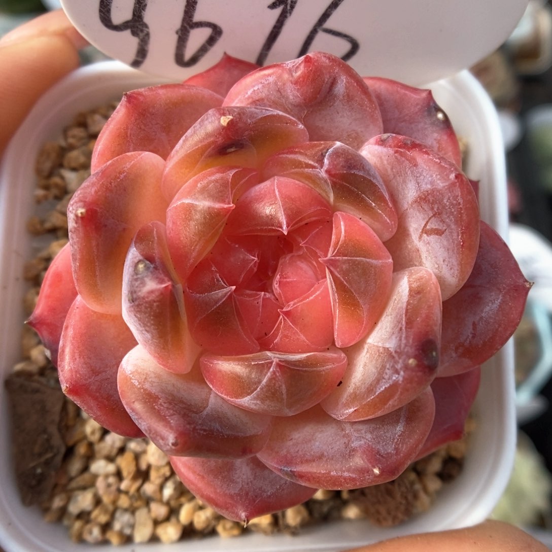 糖心琥珀可拍9696号