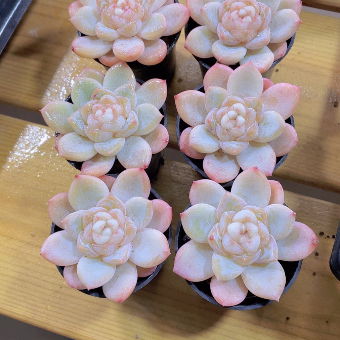 225号 白玉堂珍妮单头一个