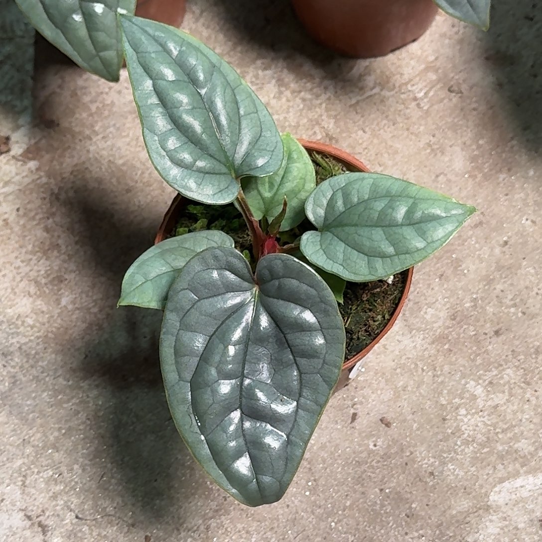 乐***呀完全开放E179籽播奢华