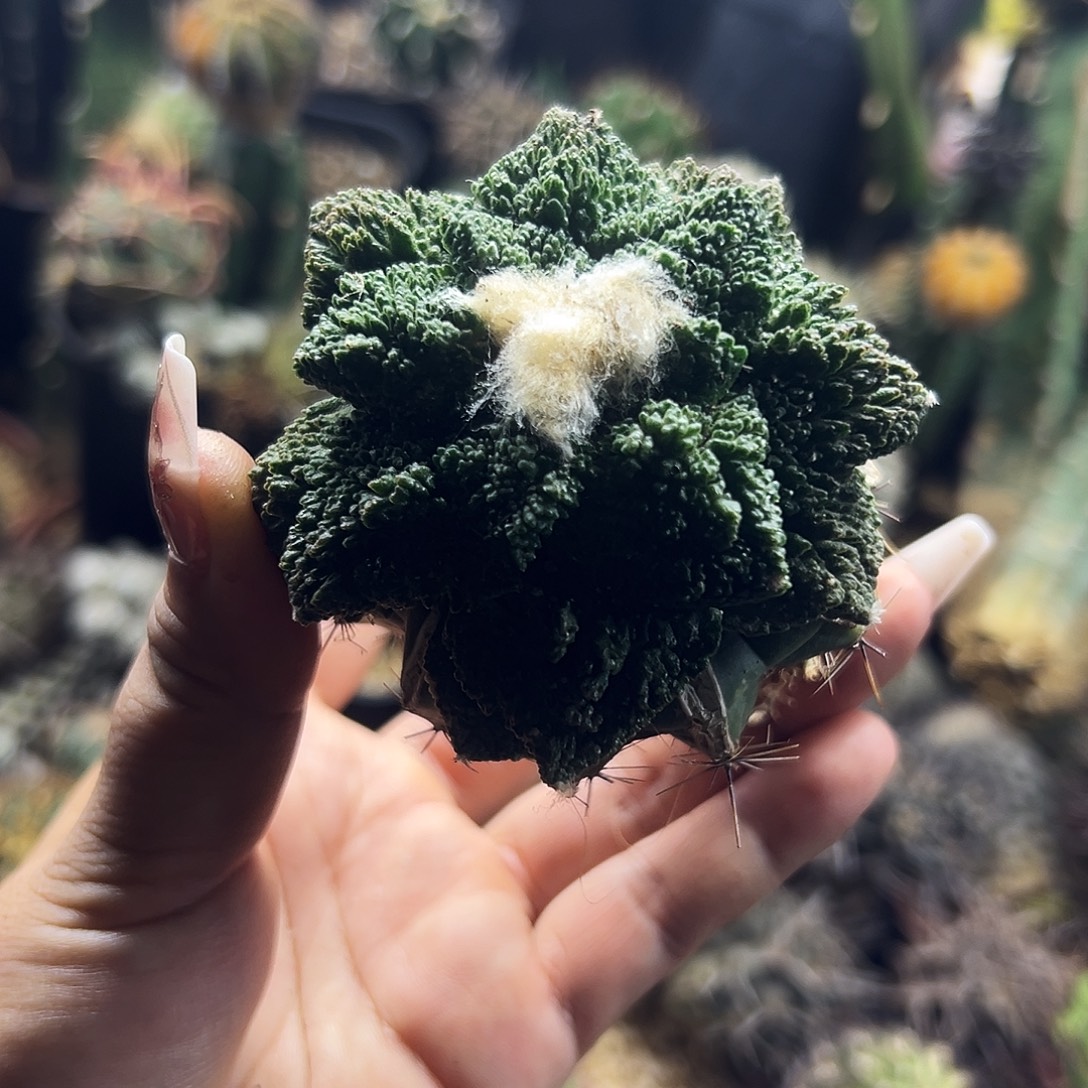 牡丹仙人球111111111