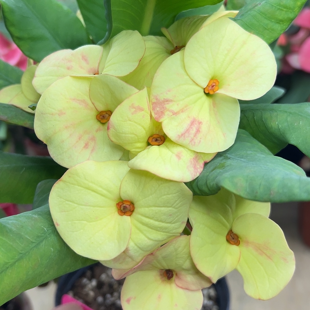 胜利旗帜泰国大花虎刺梅