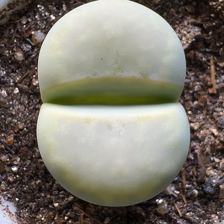 生石花1111111。  177