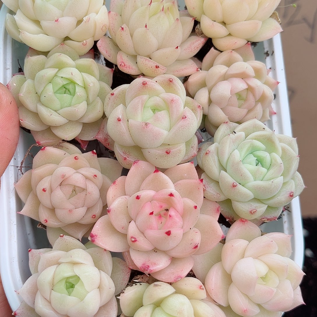 1-489 新疆西藏内蒙不发 12.8包邮多肉