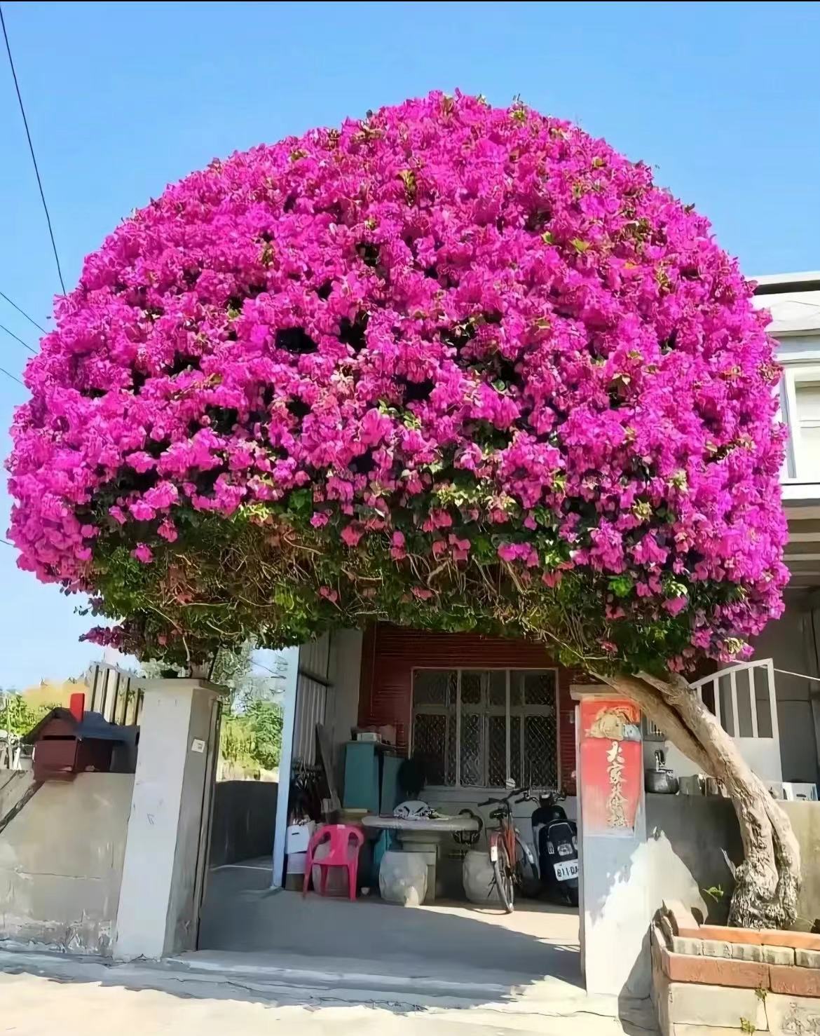 sanjiaomei云南紫三角梅（一物一拍）