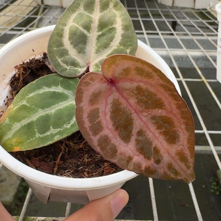 完全开放10号粉紫杂绝紫