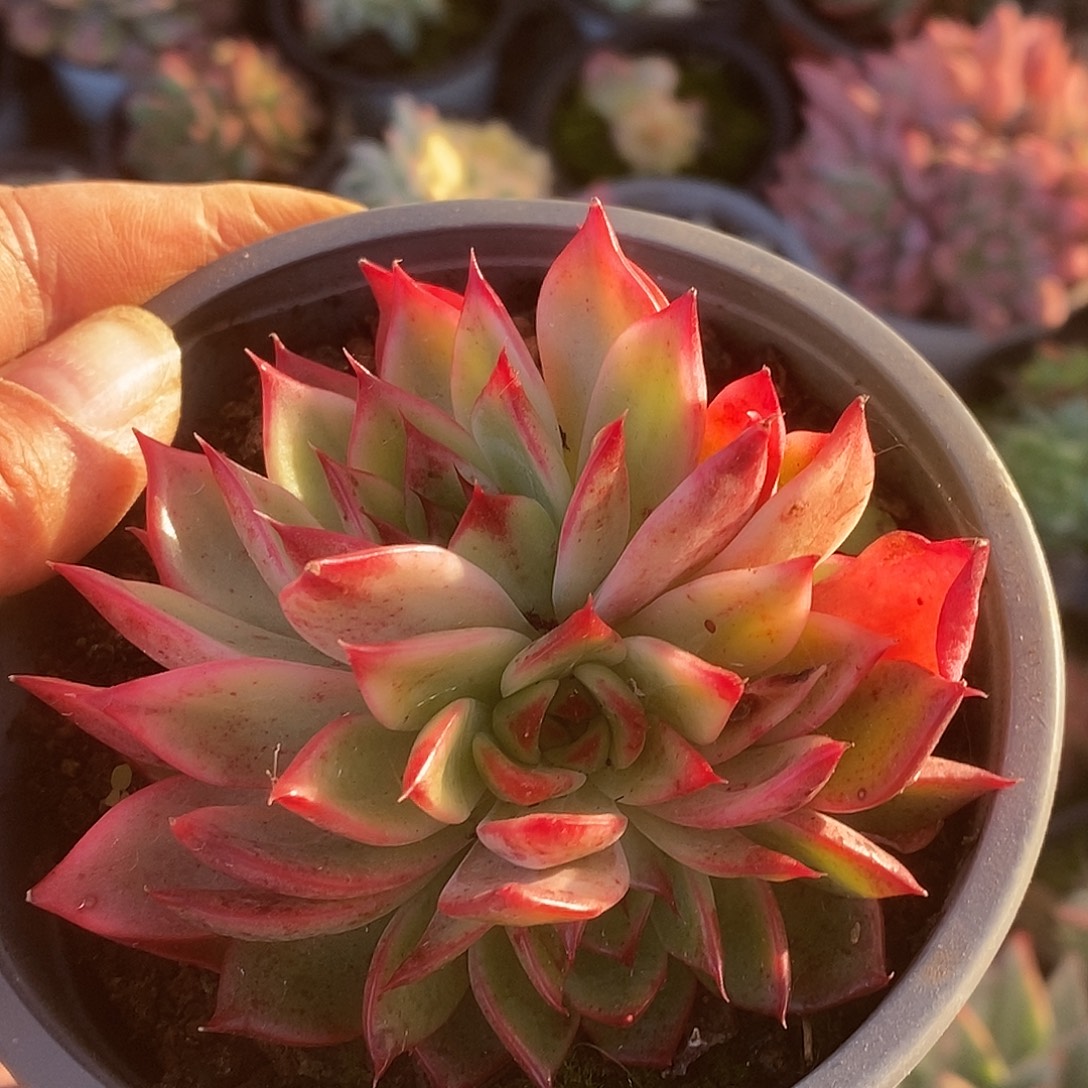 364哈哈哈哈哈哈哈