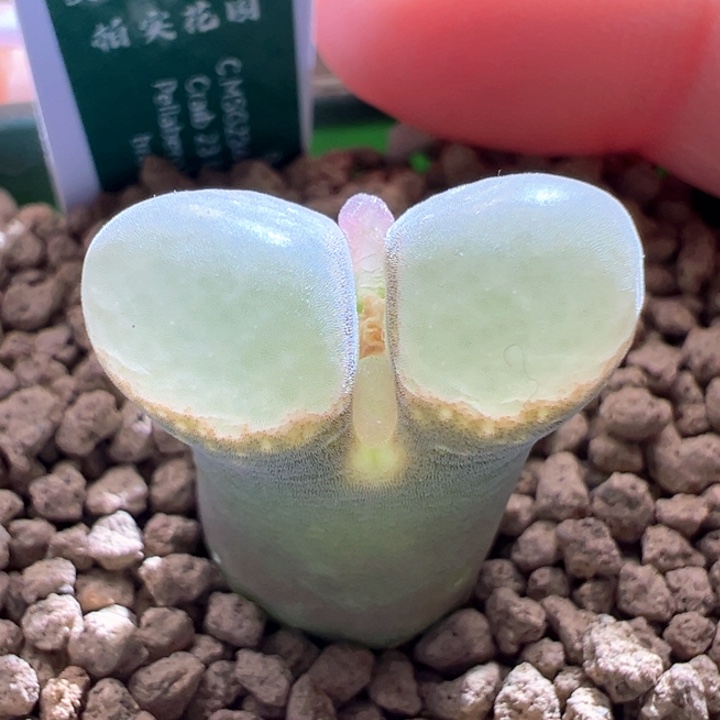 220。4年b23。鹅卵石窗。特