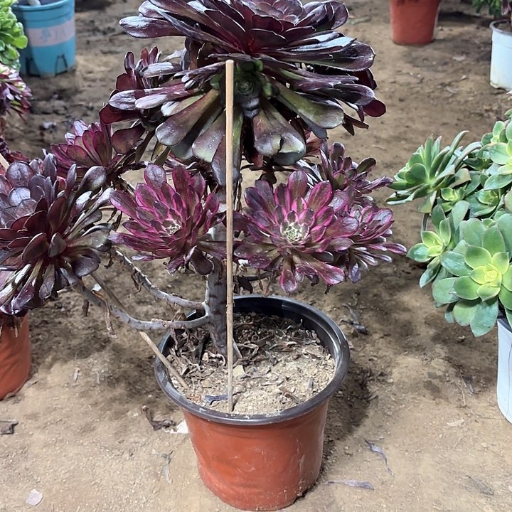 多肉植物法师姿霞55