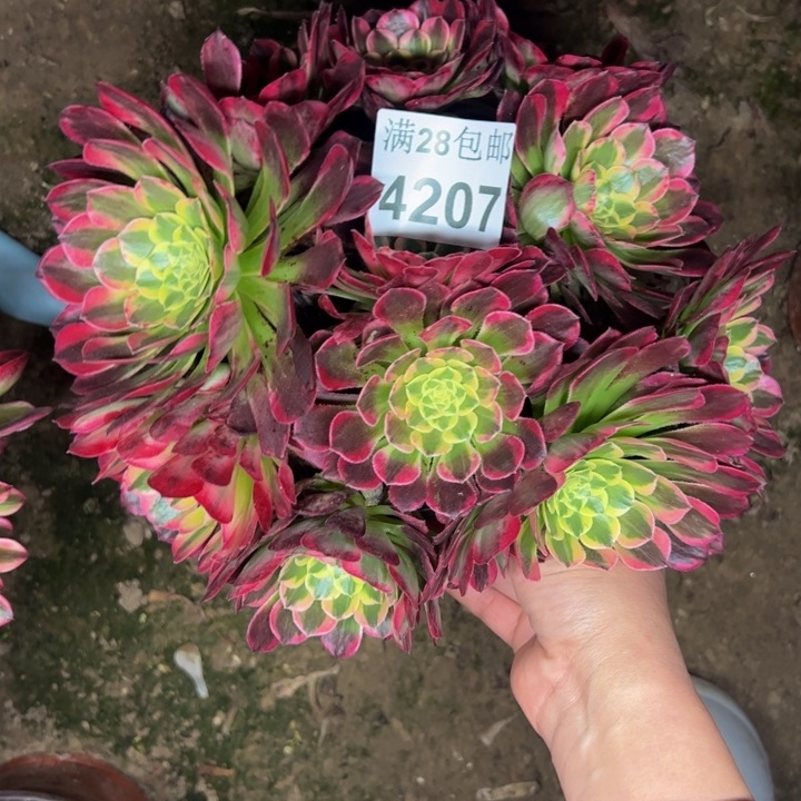 4207朝霞多肉植物