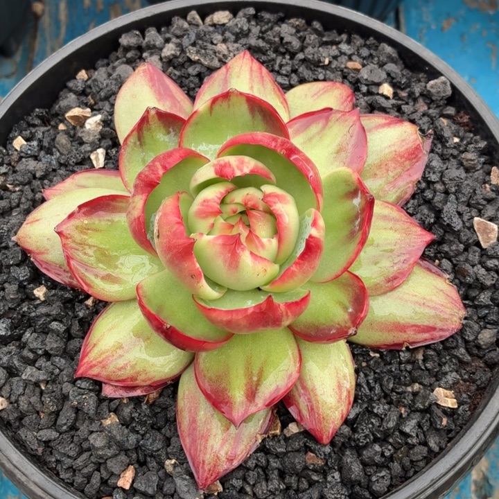 多肉植物惊鸿仙子