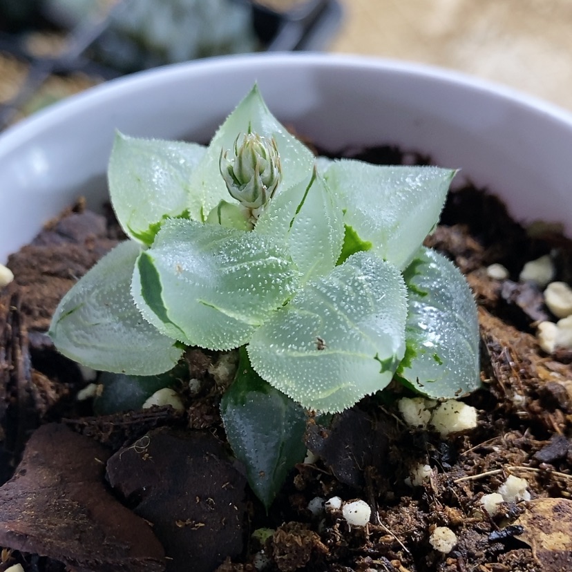 【闪购商品】妙**1冰城实生