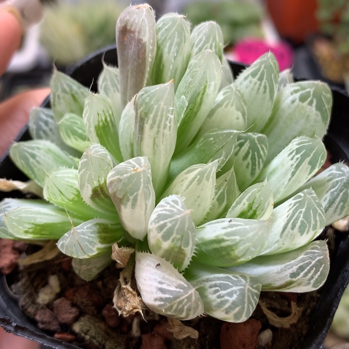 白斑玉露锦带盆土