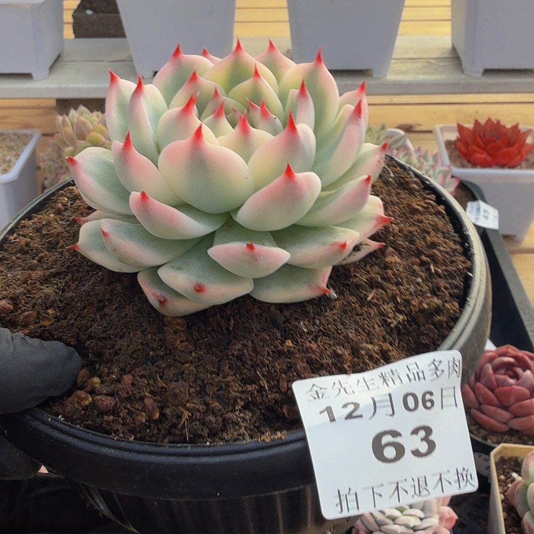 1206-63吉娃娃锦单头