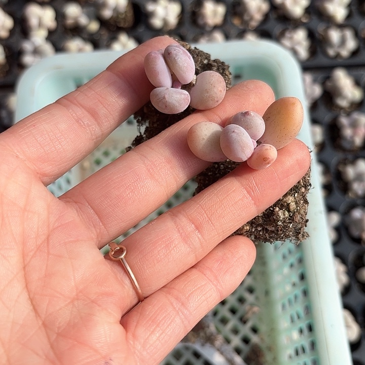 旧****?x b c xv b f d 331