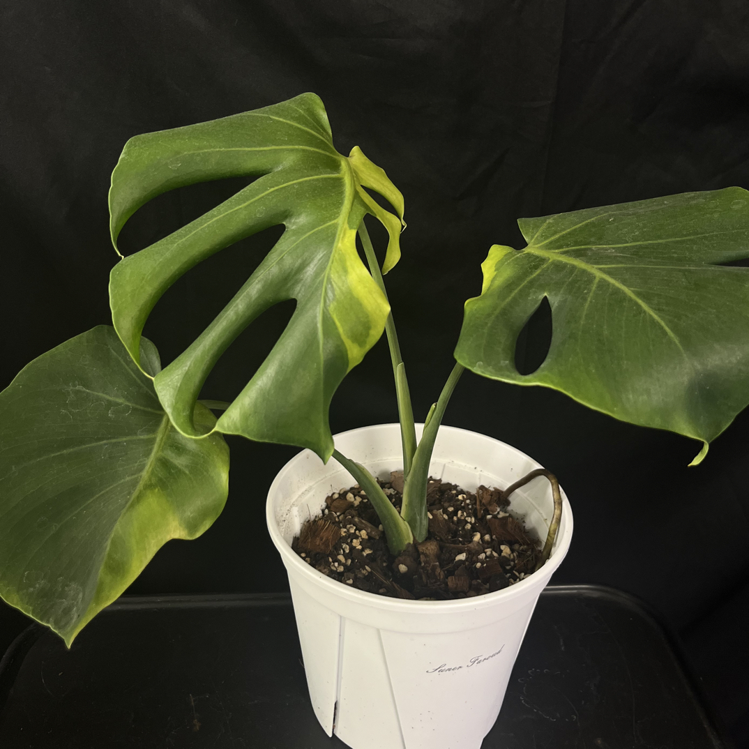 【森罗】光之翼龟背竹，一物一拍。