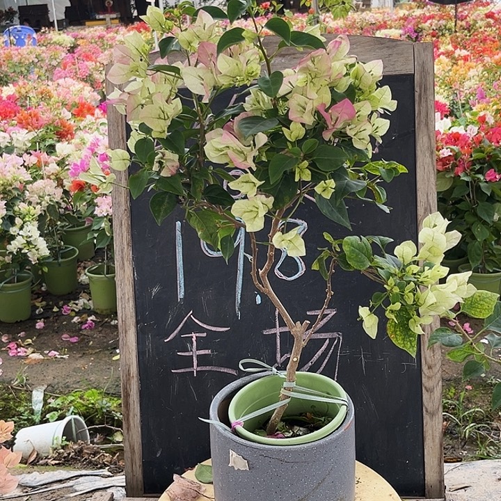 无花朵三角梅绿樱