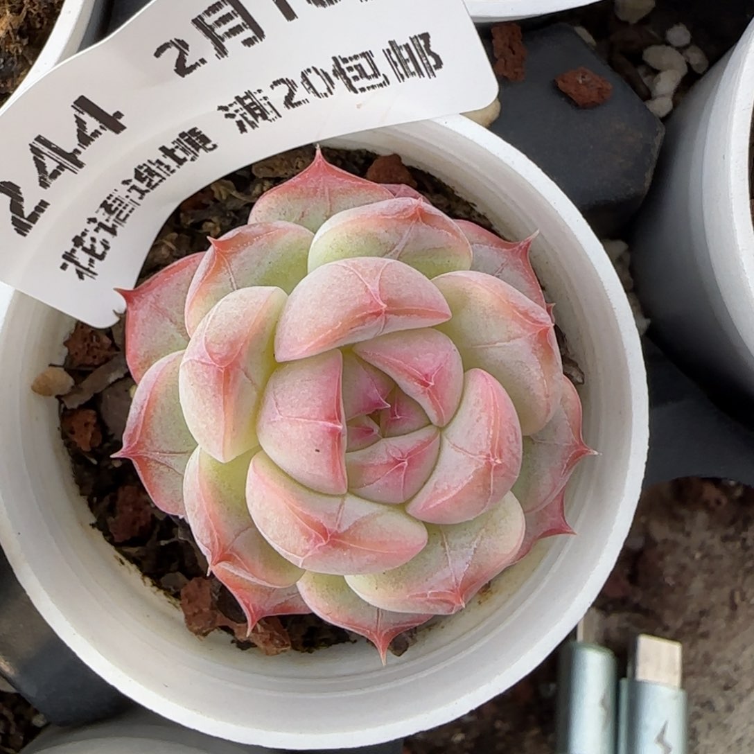 原**原花语逸境0218-244