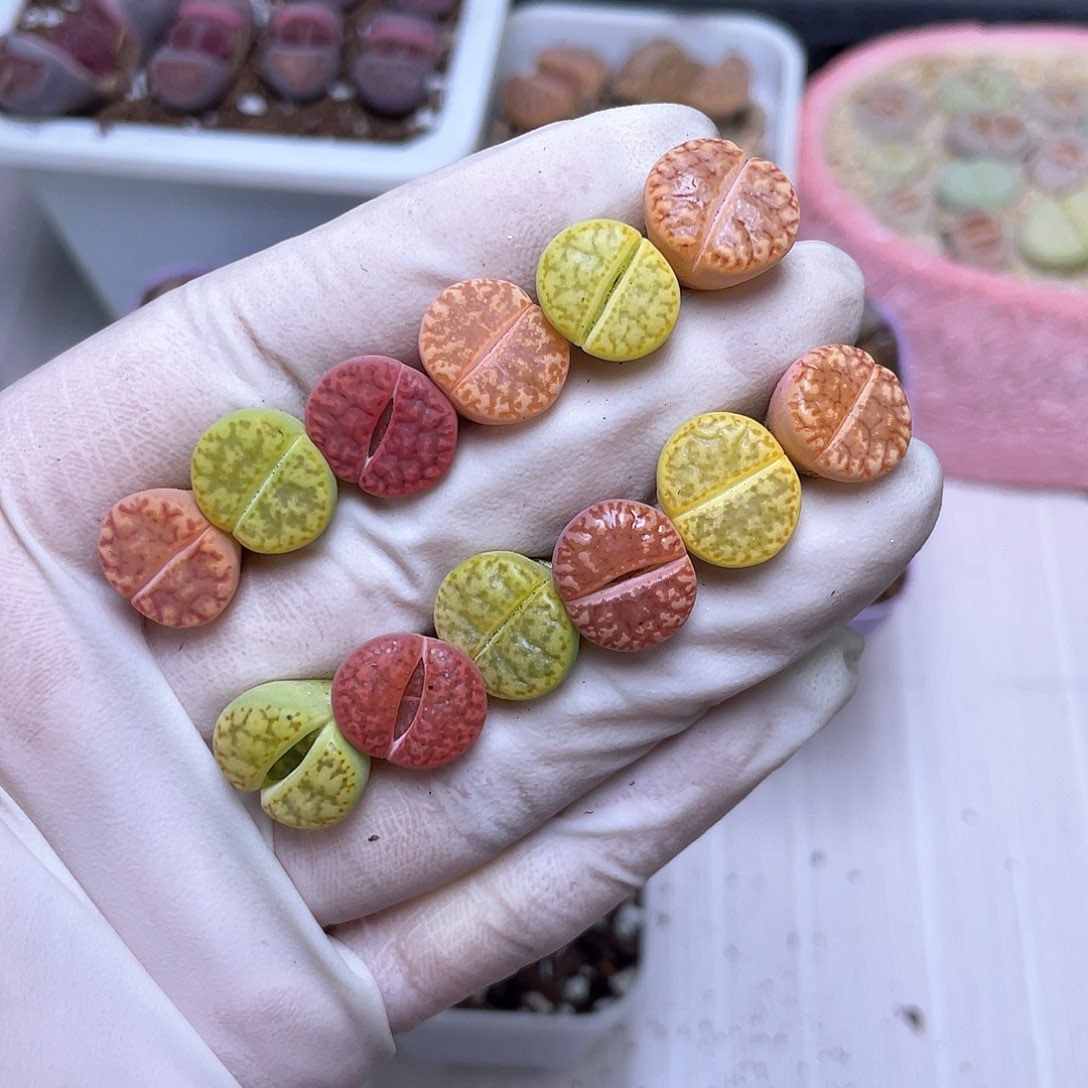 79号 彩色柘榴888888