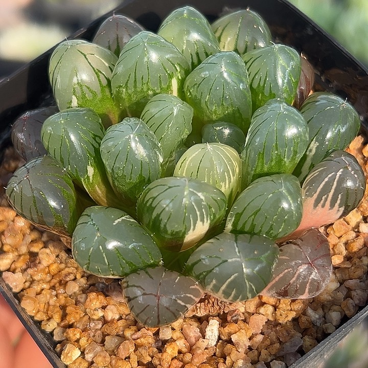 十二卷多肉实生玉露锦