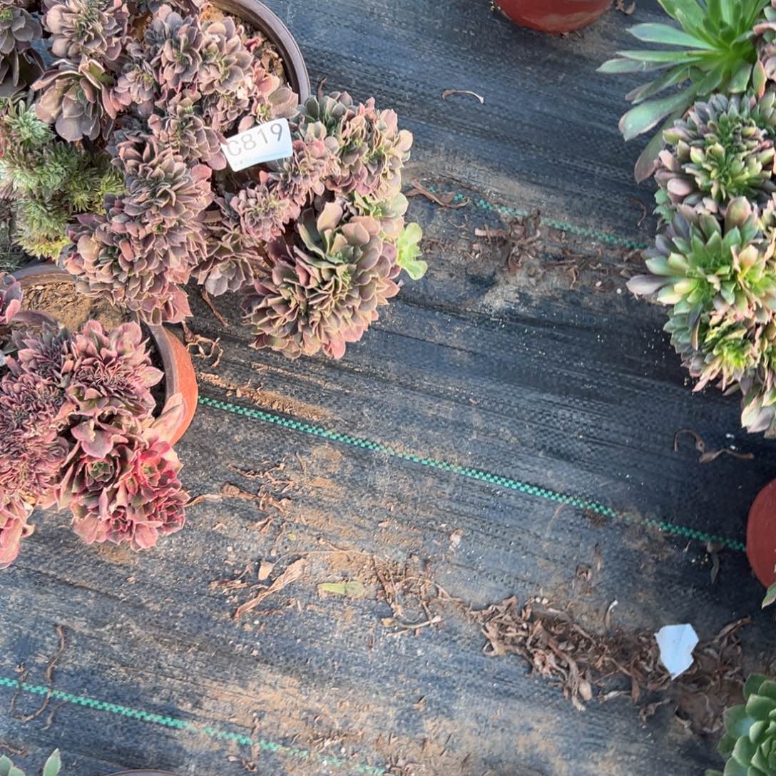 觅***蜜819三颗组合多肉植物法师