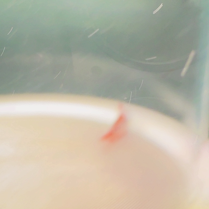 纸***片灯科鱼B02-9 血魔背鳍微破损3cm左右 1条