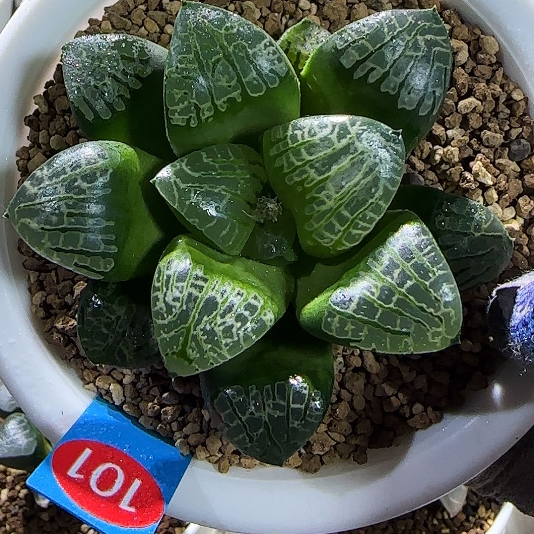 101号实生克 皮上窗X克里克特 8厘米左右一物一拍带盆发货