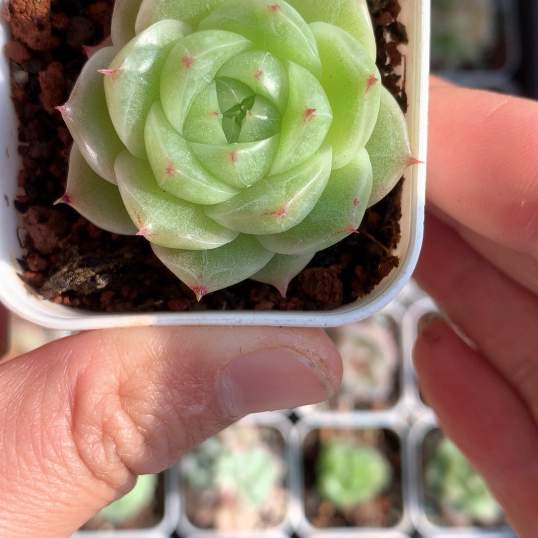 宽叶珍妮麦秆。     22号