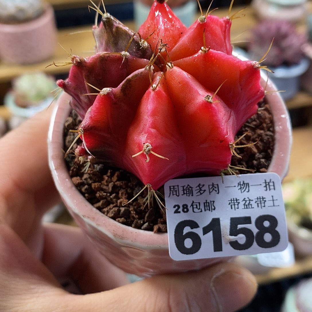 精控多肉植物6158