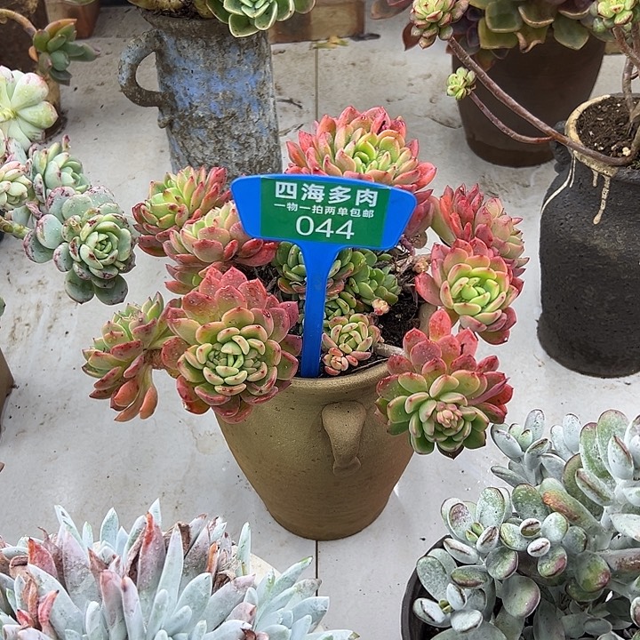 木***李甜橙多肉植物和044