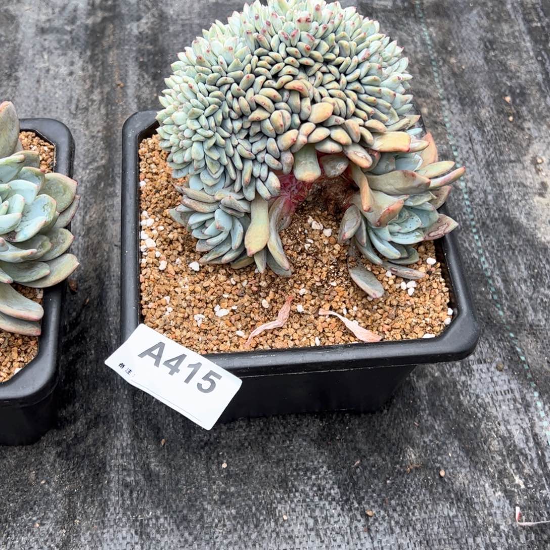 菲*415多肉多肉多肉多肉多肉