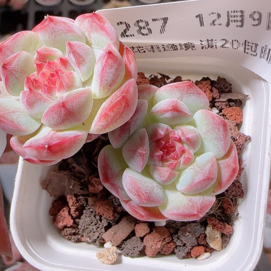 花语多肉1209-287