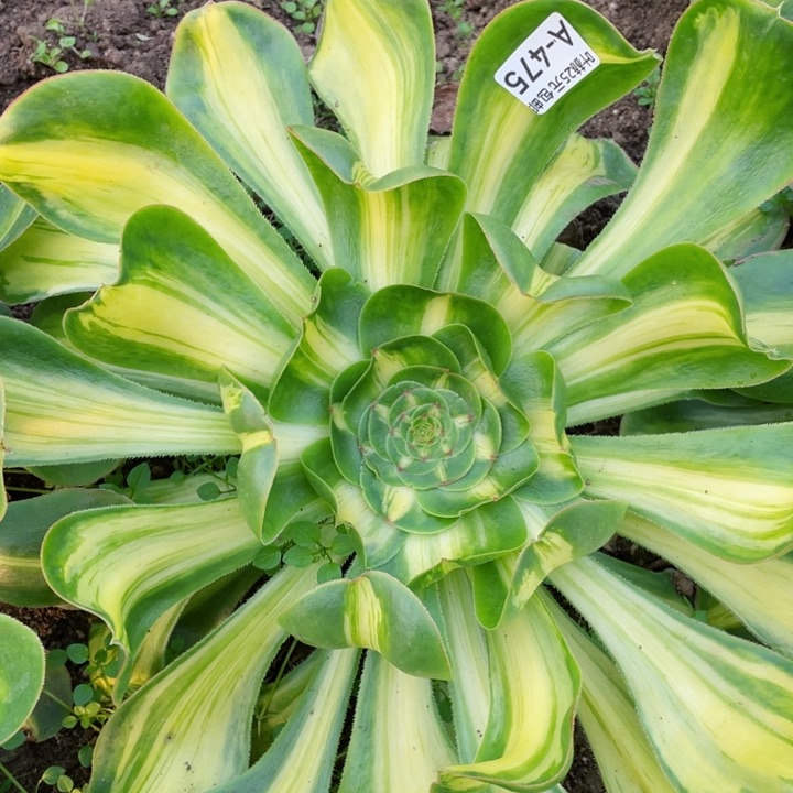 475暴君多肉12345678