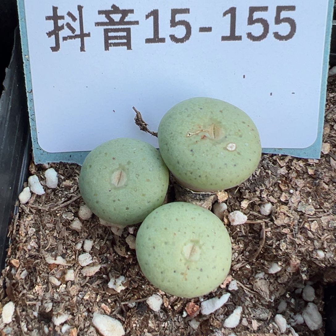 15-155酒杯多肉植物