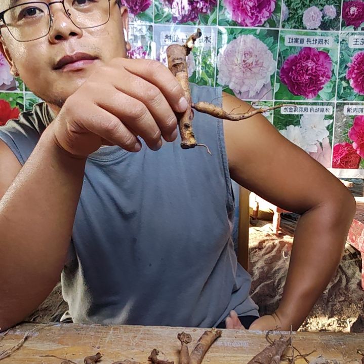 无花朵进口根芽苗 3根 不分品种
