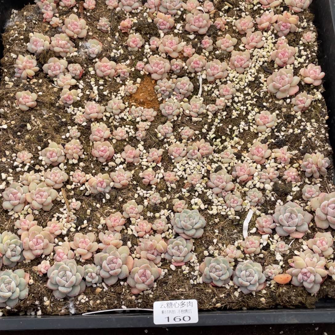 云糖心多肉植物160