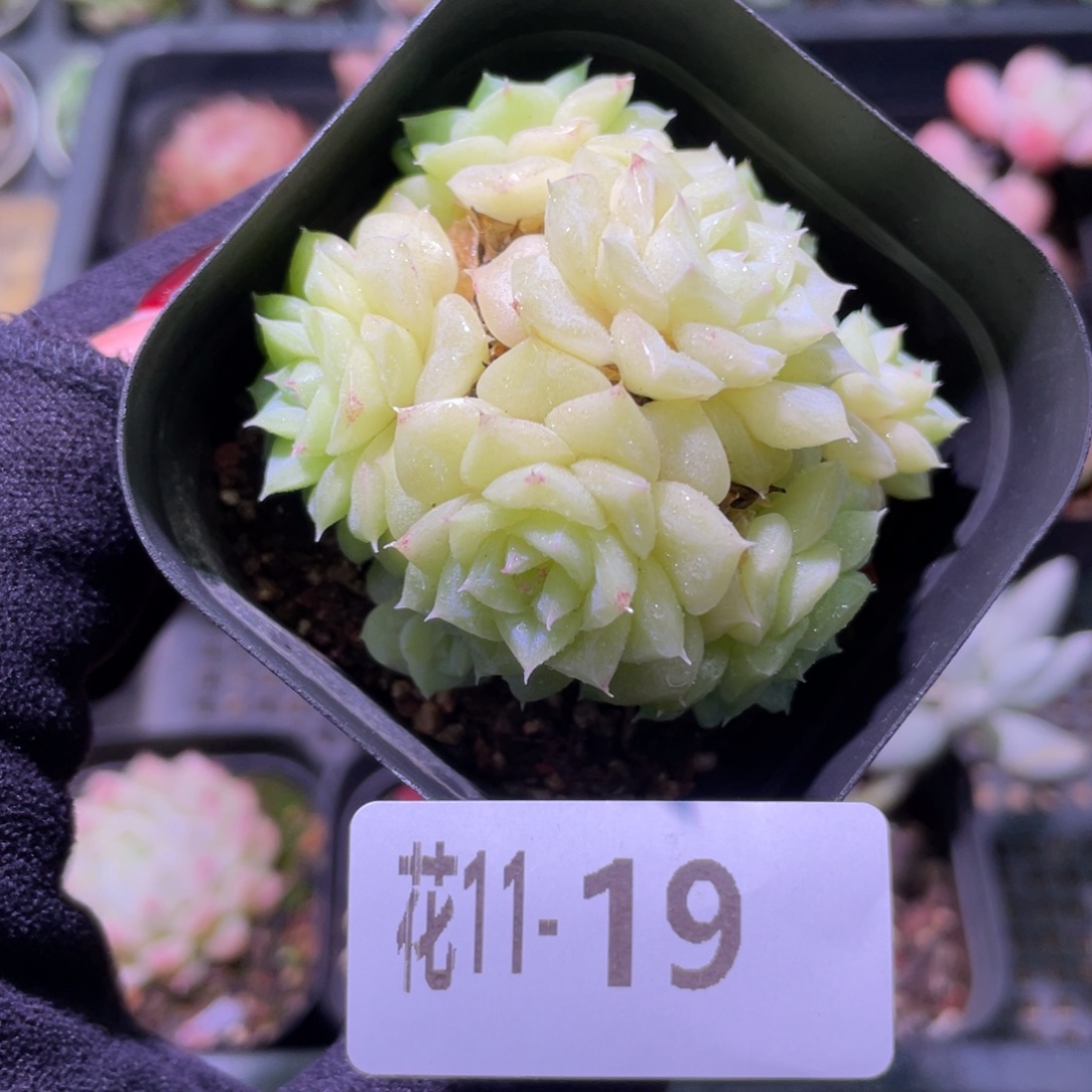 花利美11-19白天鹅