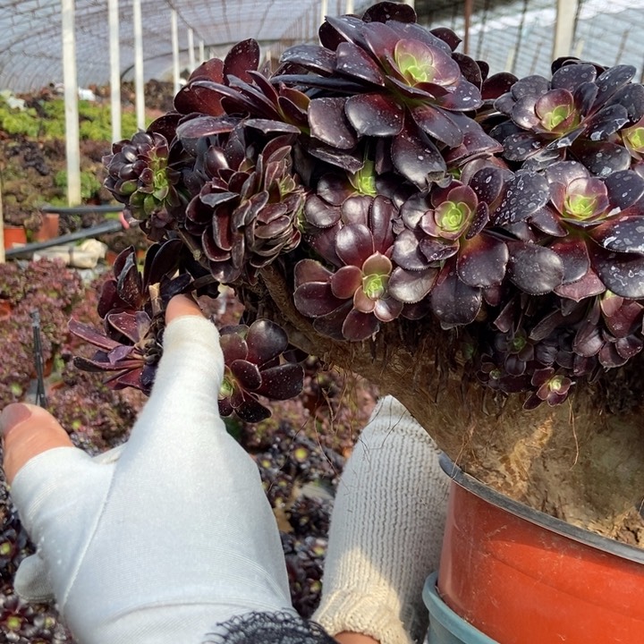 真*涂346欧紫缀化老桩朵朵